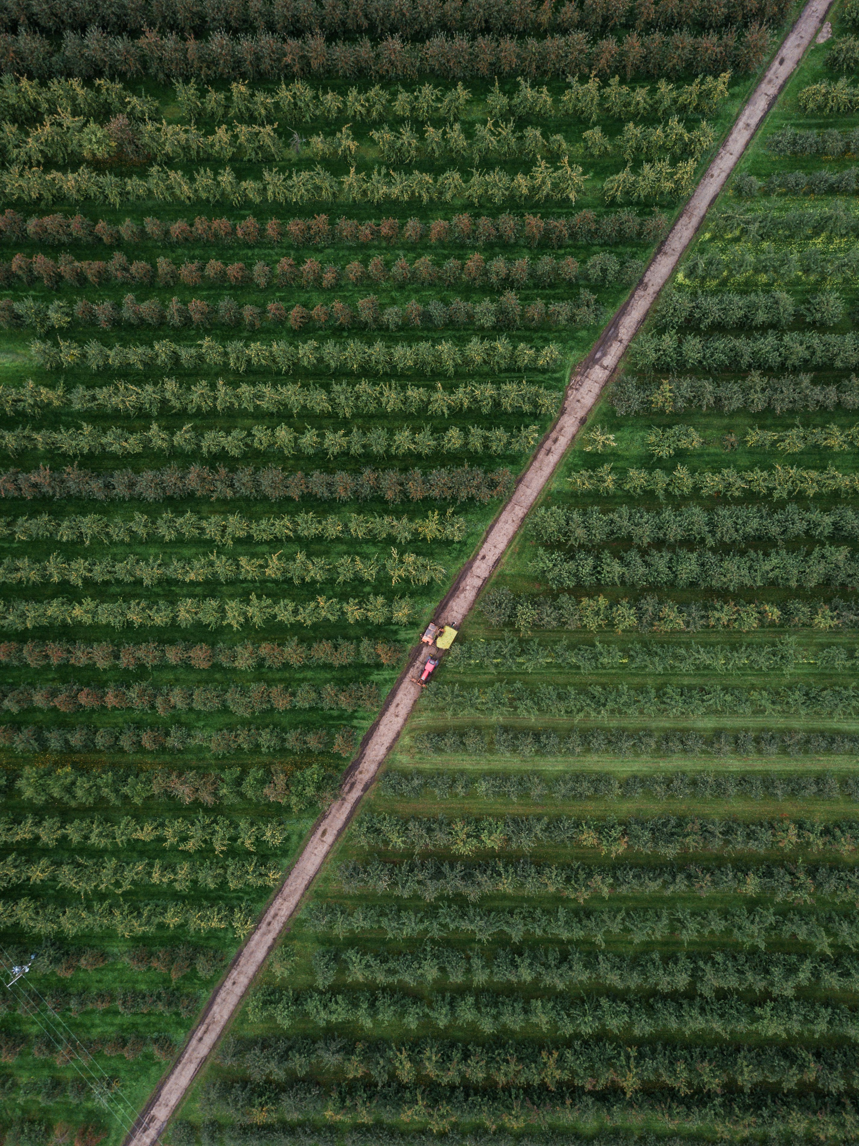 bird's eye photography of trees